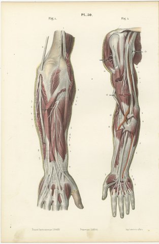 Nerves of the Whole Upper Limb, Antique Hirschfeld Anatomy Print, 1866, view 2
