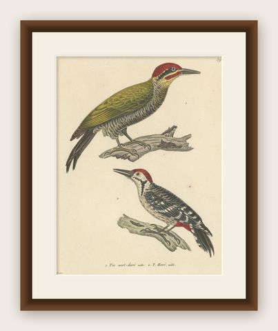 Rare Print of a Male Golden-Green & a Male Fulvous-Breasted Woodpecker, 1838, shown framed