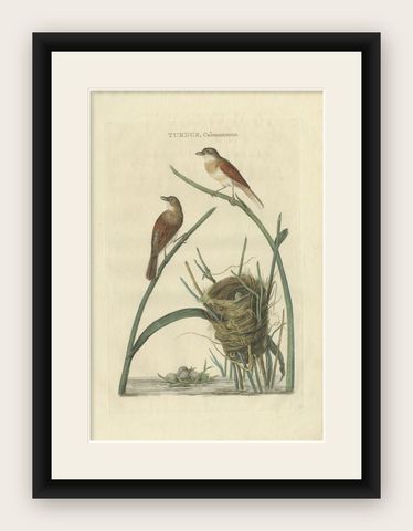 Original Hand-Colored Antique Bird Print of the Common Whitethroat, 1789, shown framed