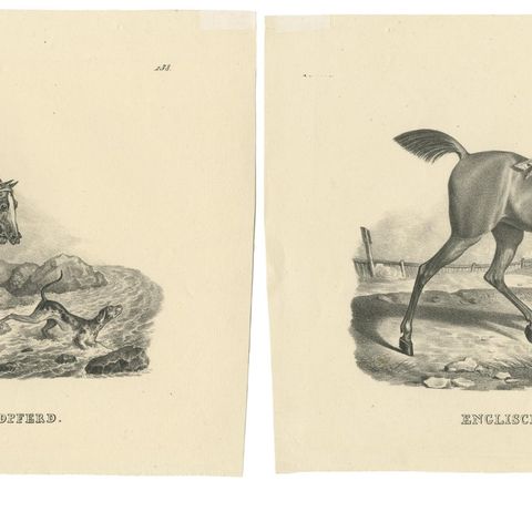 Set of 2 Antique Prints of English Horses, close-up 1