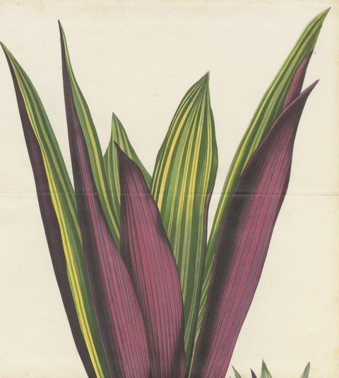 Antique Botany Print of Tradescantia Spathacea by Van Houtte, 1856, view 3