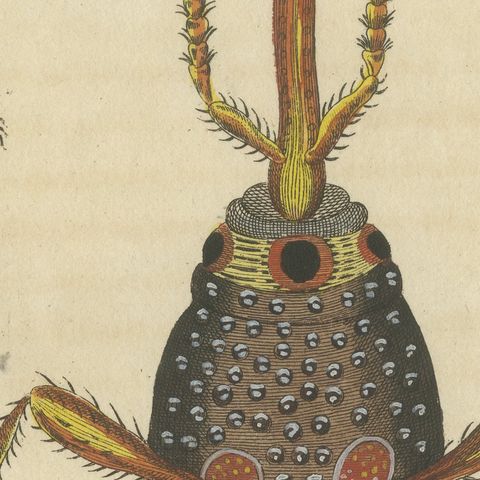 Grain Weevil Magnified Under the Microscope, Antique Bertuch Print, circa 1815, close-up 6