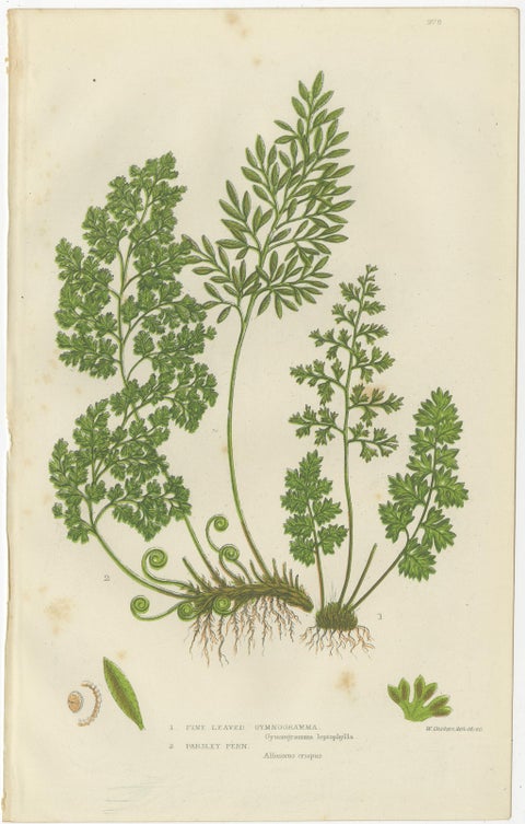 British Ferns Triptych, Three Antique Botanical Prints, Anne Pratt, 1873, view 4