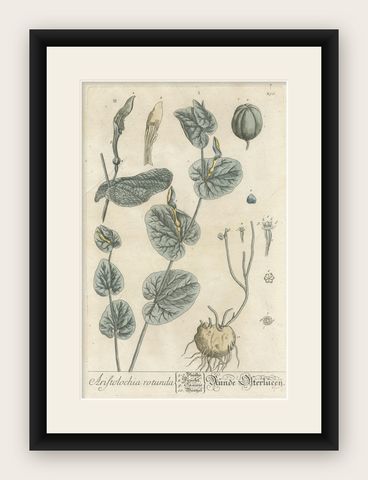Antique Botanical Print of Aristolochia Rotunda, shown framed