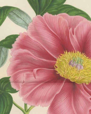 Tree Peony Impératrice de France, Paeonia Moutan Chromolithograph, 1858, close-up 1