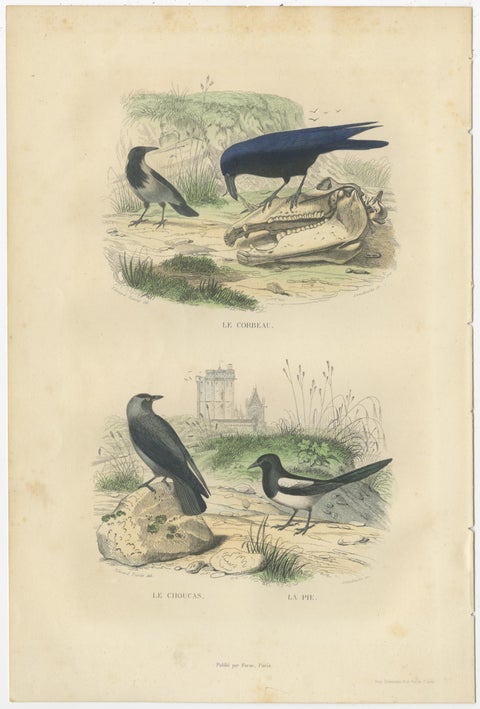 Set of 2 Antique Bird Prints Rave, Western Jackdaw, Nightingale by Buffon, view 2