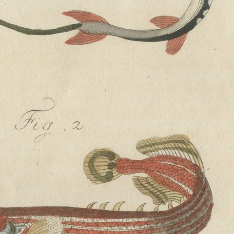 Sailfish, Cornetfish and Trumpetfish, Antique Bertuch Print, circa 1805, close-up 5