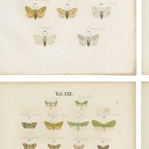 Set of 6 Antique Prints of Various Butterflies and Moths by Ramann, circa 1870, close-up 2
