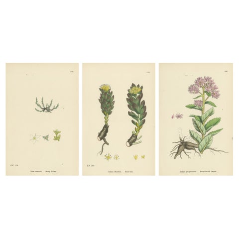 Botanical Engravings of Mossy Tillaea, Rose-root, and Broad-leaved Orpine, 1902