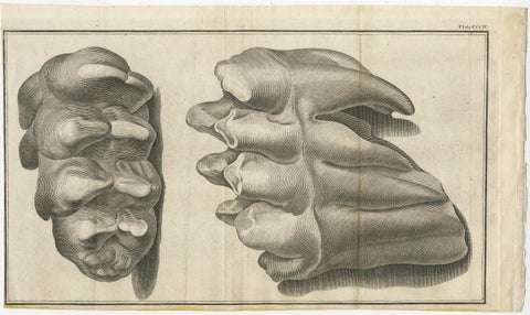 Set of 3 Antique Prints of Mammoth Fossils 'c.1810', view 3