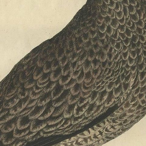 Antique Bird Print of the Eurasian Curlew by Sepp & Nozeman, 1789, close-up 2