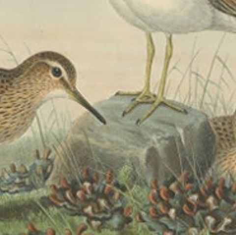 Antique Bird Print of The Pectoral Sandpiper by Gould, c.1870, close-up 1