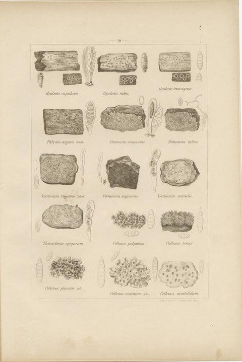Antique Lichen Prints Set of 6, German Botanical Lithographs 1874, view 4