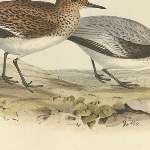 Antique Bird Print of The Sanderling by Gould, 1832, close-up 3