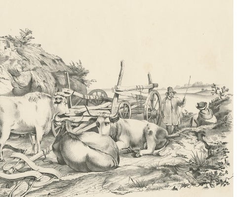 No. 21 Antique Print of Oxen by Cooper, '1839', view 4