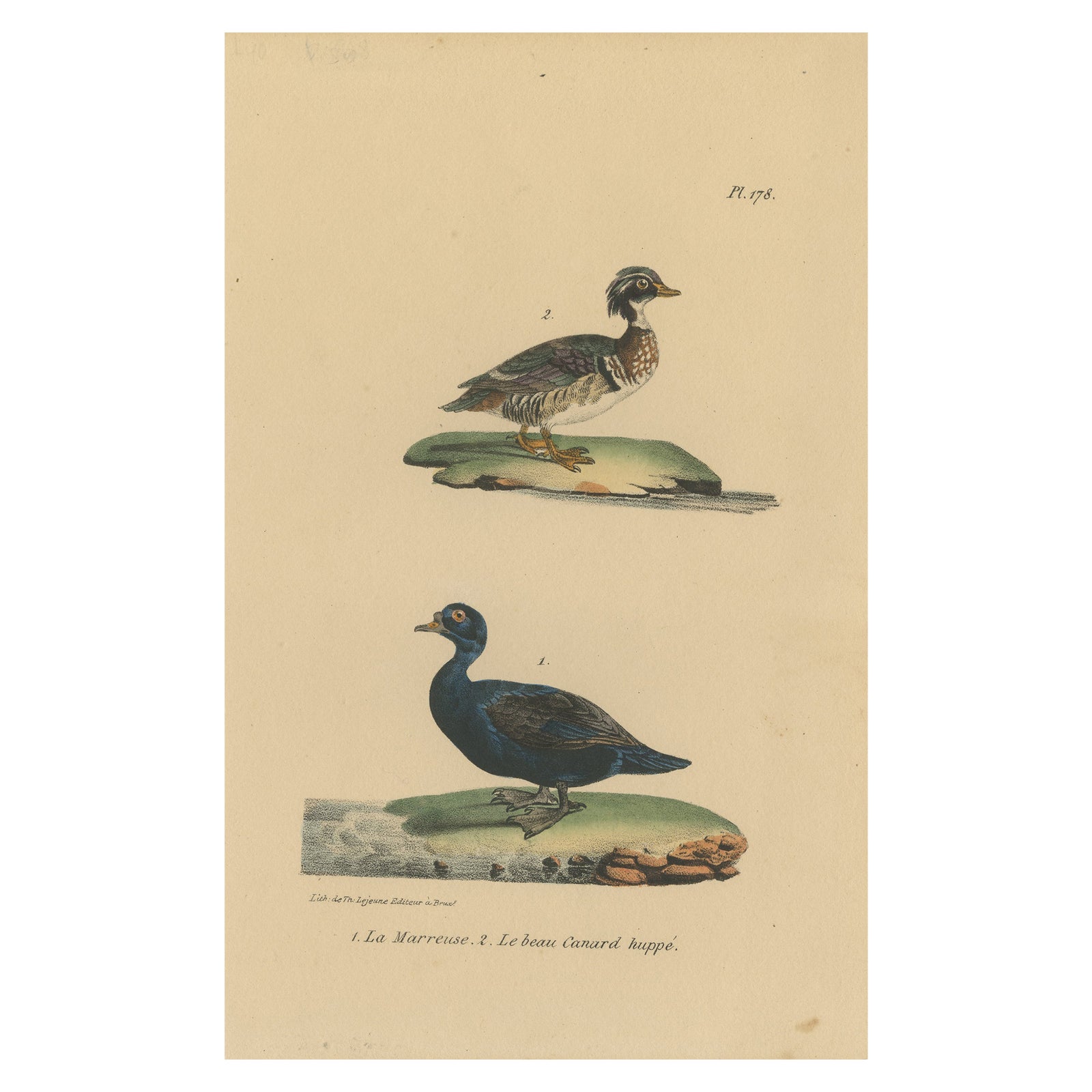 Pl. 178 Antique Bird Print of a Crested Duck & Wood Duck by Lejeune 'c.1830'