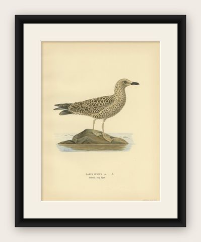 Antique Bird Print of the Lesser Black-Backed Gull by Von Wright, shown framed