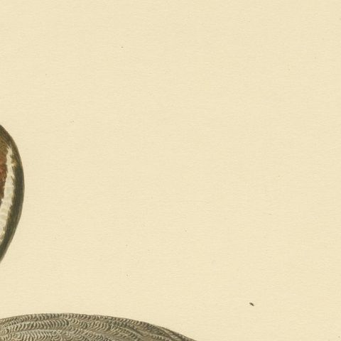 Sleek Elegance: The Northern Pintail by Magnus von Wright, Published in 1929, close-up 4
