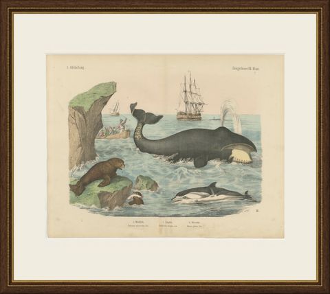 Antique Whaling Scene Print with Bowhead Whale, Dolphin and Sea Lion, circa 1890, shown framed