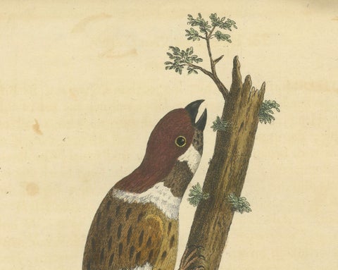Antique Hand-Colored Engraving of A Hamburgh Treecreeper by Eleazar Albin, 1735, close-up 4