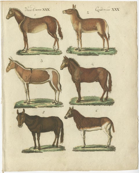 Print from a Rare Unknown Dutch work Showing Mules, Horses, Donkeys, etc., 1800, view 2