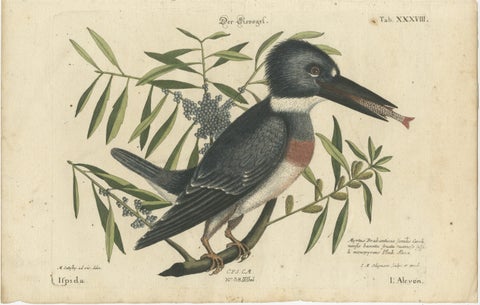 Hand-Colored Engraving of the Kingfisher by Johann Michael Seligmann, ca.1770, view 2