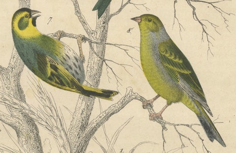 Finches and Sparrows: An 1849 Avian Assembly - A Hand-Coloured Lithograph, close-up 5