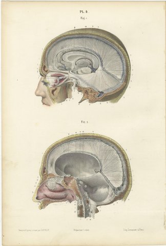 Median Sagittal Sections of the Head, Antique Hirschfeld Anatomy Print, 1866, view 2