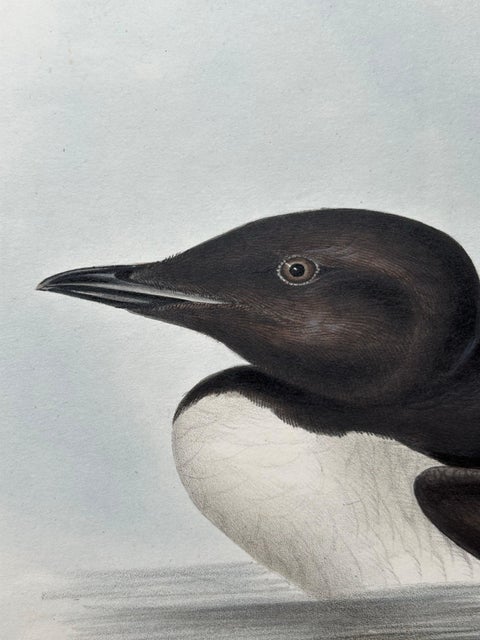 Brunnich’s Guillemot, Antique Bird Lithograph by John Gould, c.1832, view 6