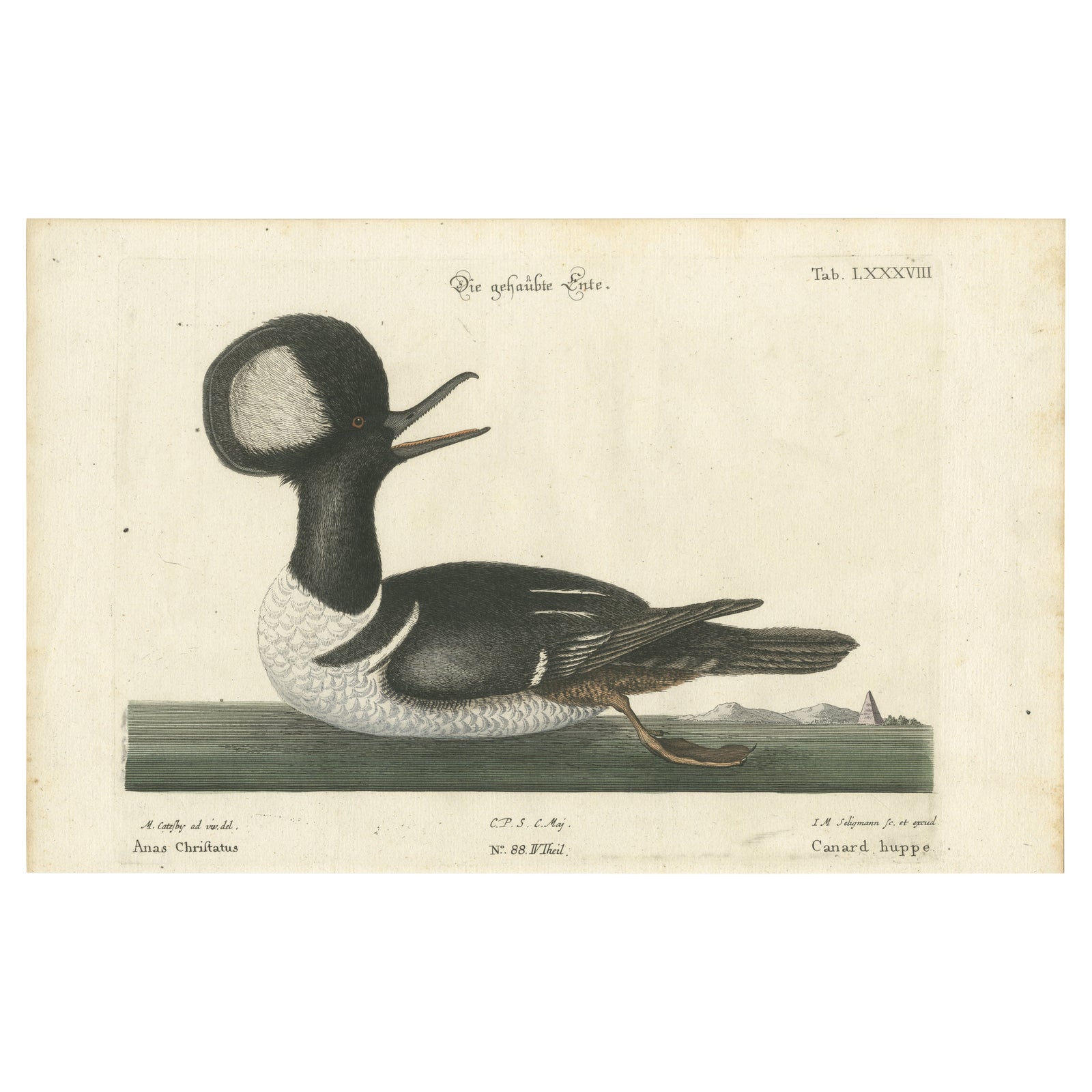 Hand-Colored Engraving of the Hooded Merganser by Johann Michael Seligmann, 1770