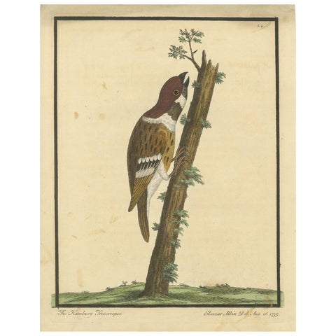 Antique Hand-Colored Engraving of A Hamburgh Treecreeper by Eleazar Albin, 1735