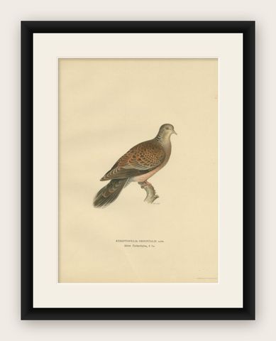 Antique Bird Print of the Oriental Turtle Dove, 1929, shown framed