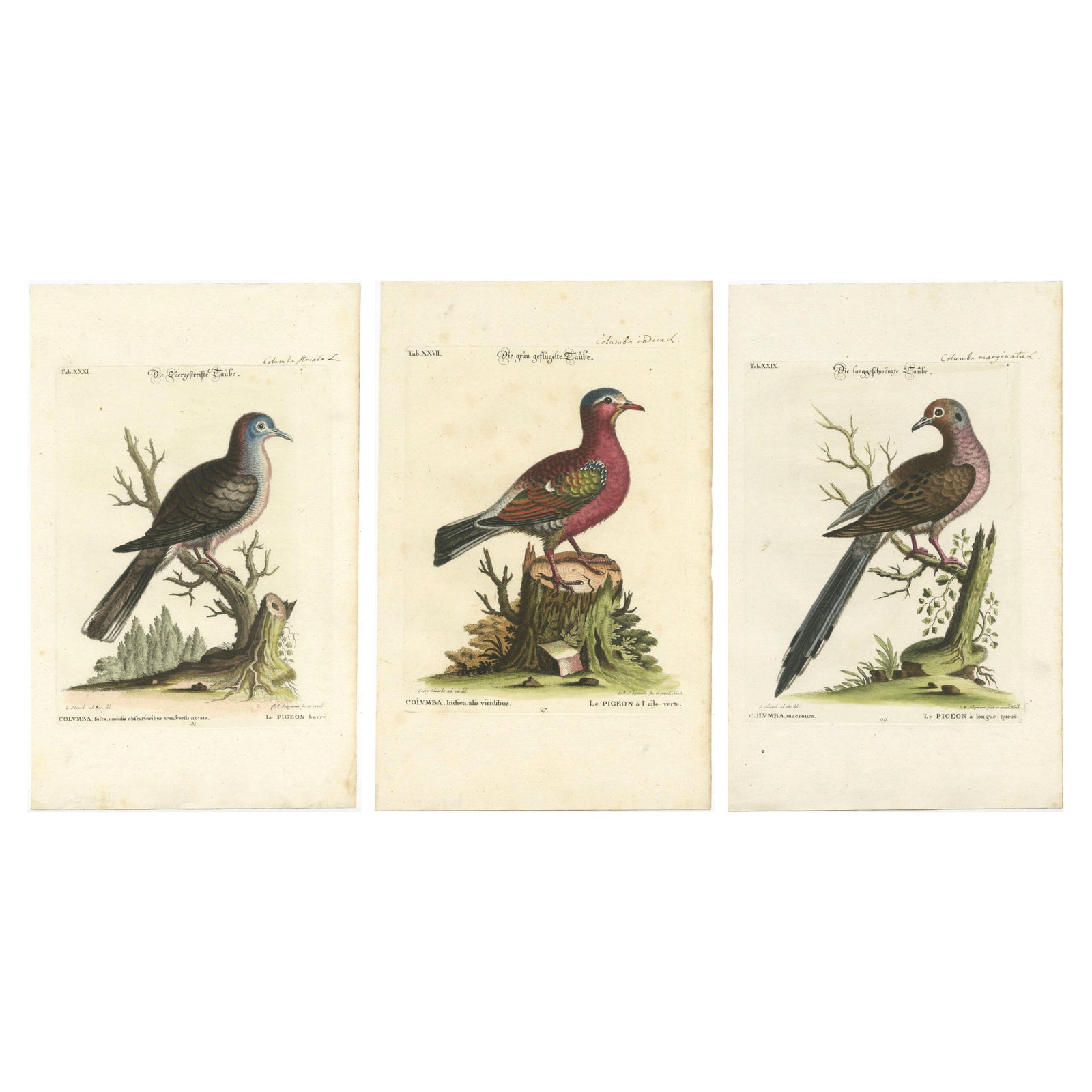 Exotic Pigeons: Hand-Colored Engravings from the Seligmann Edition, c.1770