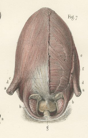 The Muscles of the Tongue and Hyoid, Antique Hirschfeld Anatomy Print, 1866, view 7