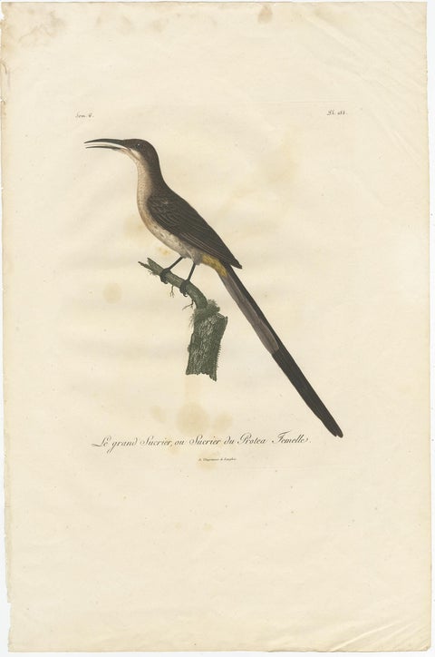 Beautiful Hand-Colored Antique Print of a Cape Sugarbird 'Promerops Cafer', 1810, view 2