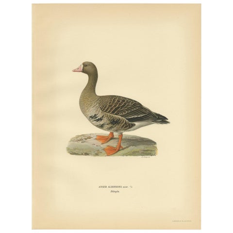 Antique Bird Print of the White-Fronted Goose by Von Wright '1929'
