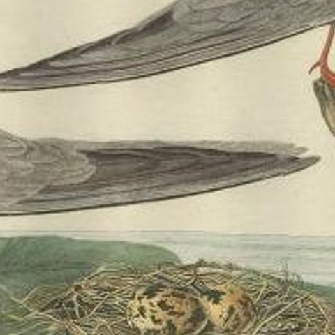Antique Bird Print of the Black Tern by Sepp & Nozeman, 1789, close-up 1
