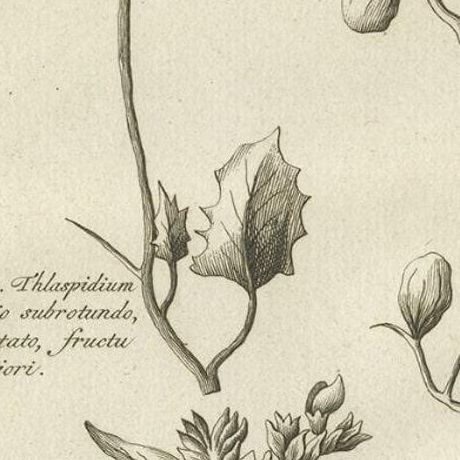 Antique Print of a Ziziphus and Other Plants by Shaw, 1780, close-up 2