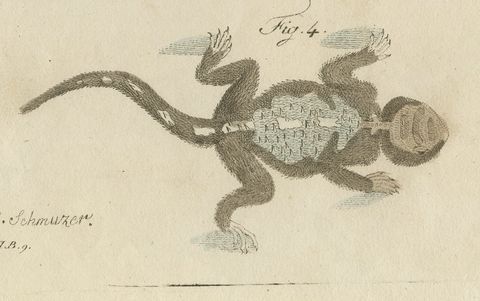 Skink and Grey Lizards, Antique Bertuch Print, Vienna, circa 1805, close-up 2
