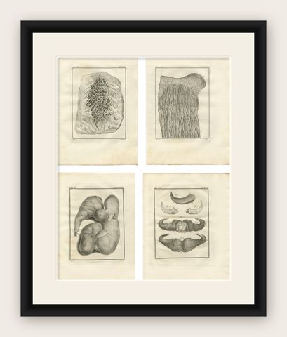 Buffon Ruminant Anatomy Engravings Set of 4, Natural History Plates, 1775, shown framed