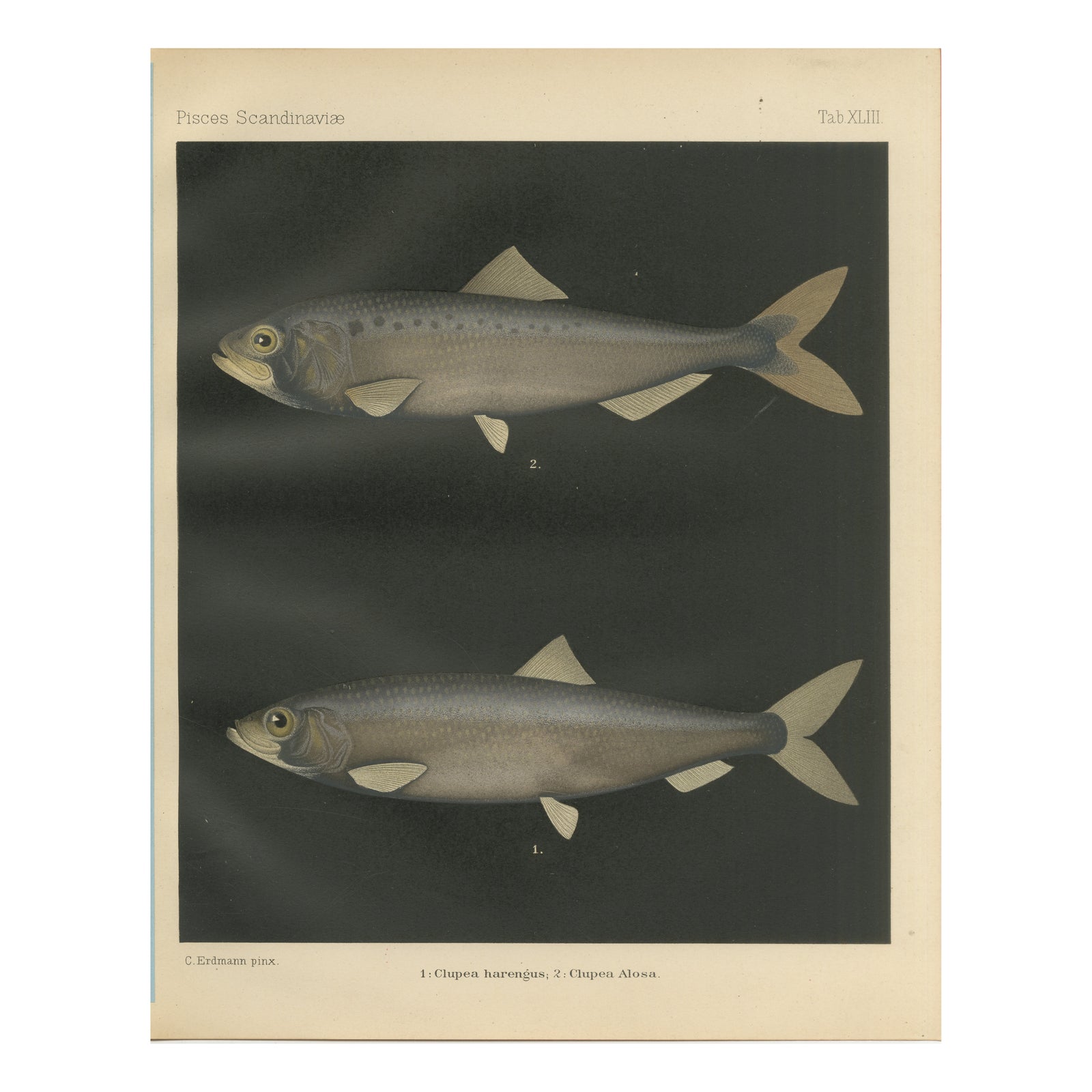 Scandinavian Herring and Shad: Exquisite Lithograph from Pisces Scandinaviae