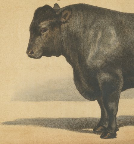 Angus Bull, Scottish Cattle Chromolithograph by Olivier de Penne, 1863, close-up 2