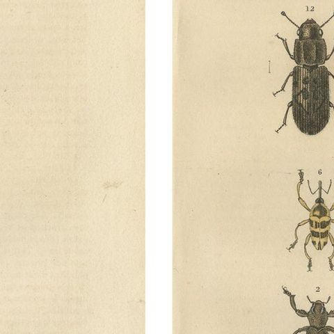 Entomological Elegance: A Collection of 19th Century Beetle Engravings, close-up 2