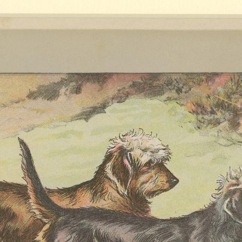 Antique Dog Print of the Dandie Dinmont Terrier, 1907, close-up 1