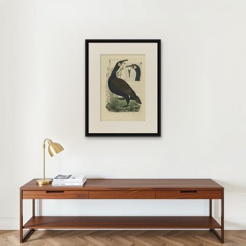Antique Bird Print of the Great Black Cormorant by Sepp & Nozeman, 1770, shown framed on a wall
