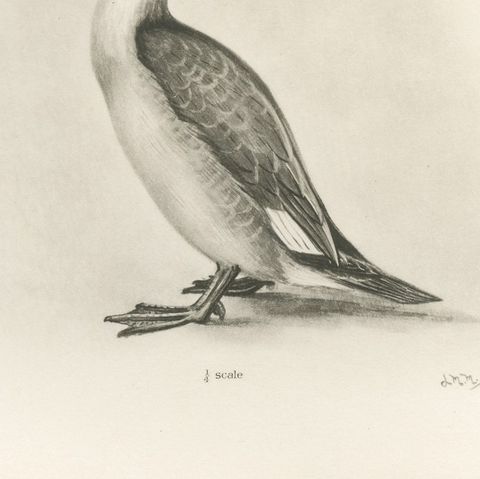 The Goosander and Smew, Antique Photogravure after Lilian Medland, circa 1908, close-up 3