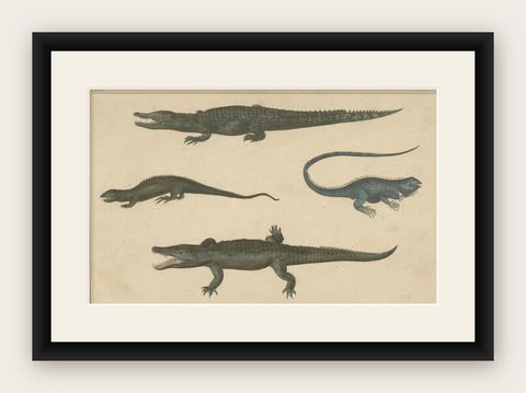 Antique Print of Various Reptiles like a Crocodile, Iguana, Lizzard, c.1852, shown framed