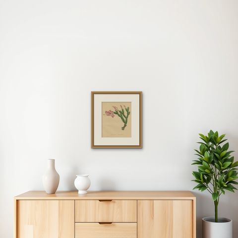 Botanical Beauty: Schlumbergera - The Christmas Cactus, circa 1832, shown framed on a wall