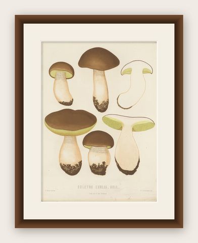 Antique Mycology Print of Boletus Edulis by E.M. Fries, circa 1860, shown framed