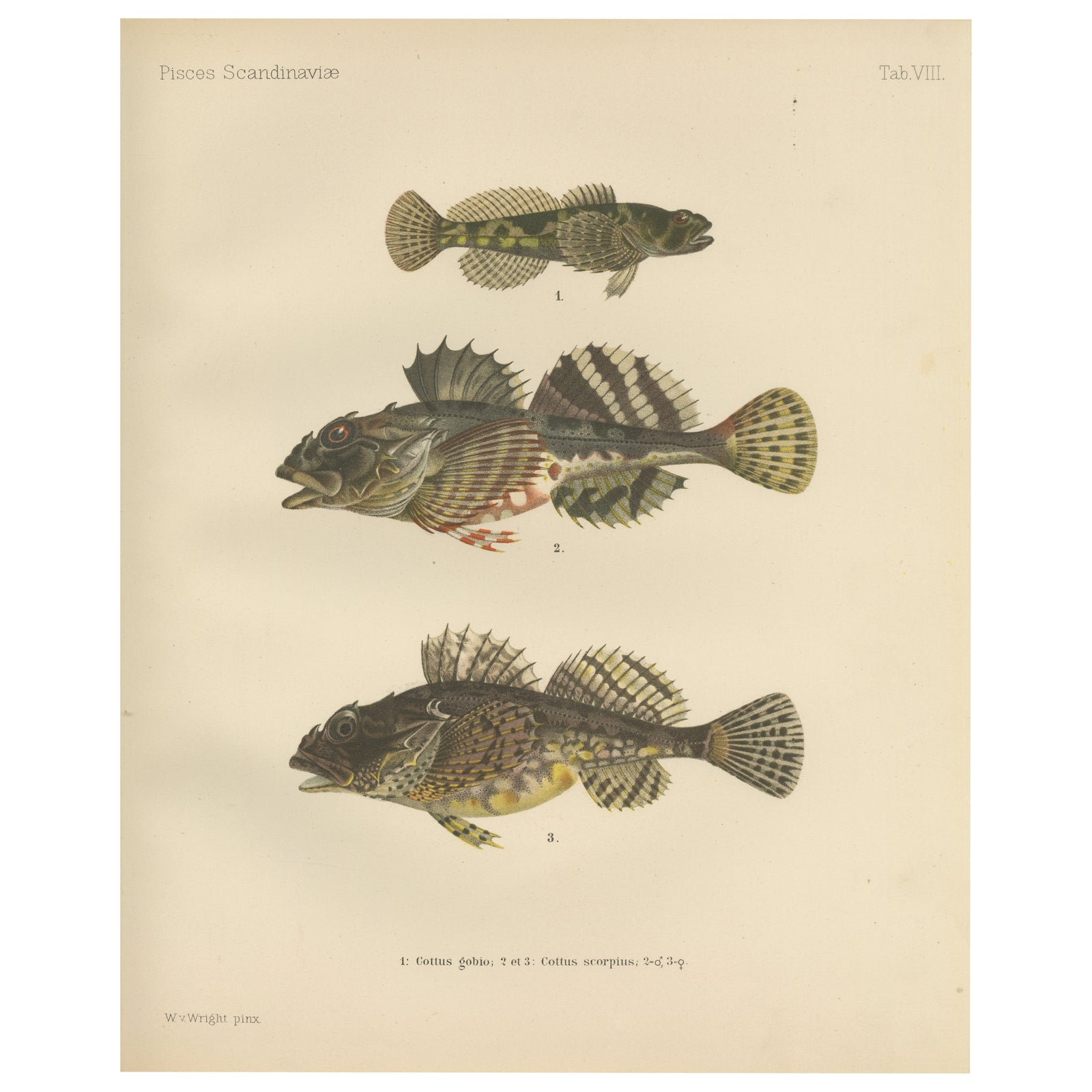Freshwater Bullhead and Short-Spined Sea Scorpion - Striking Fish Litho, 1895